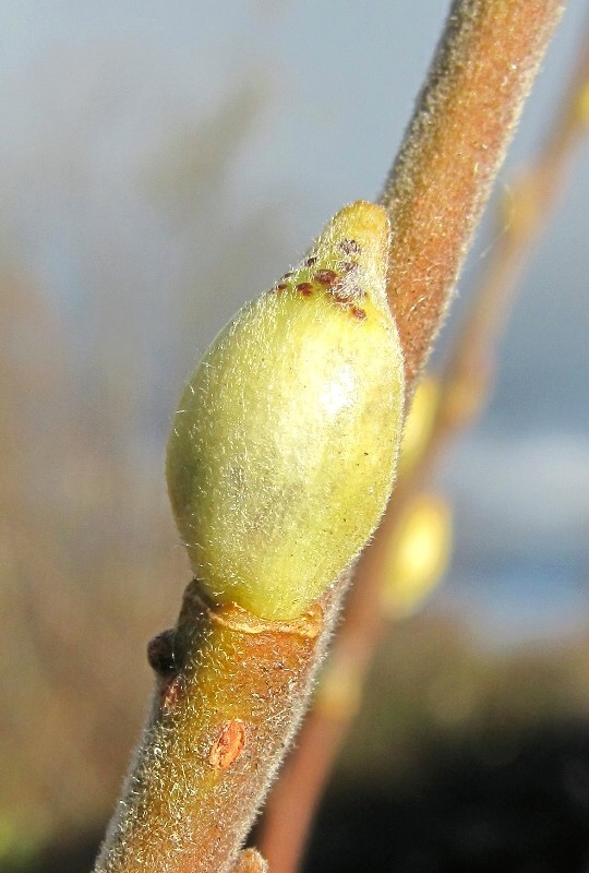 Image of Salix gmelinii specimen.