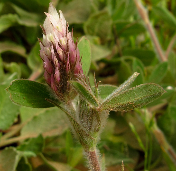 Image of Trifolium dichroanthum specimen.