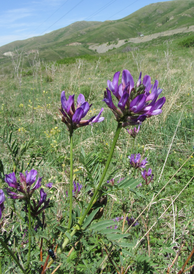 Изображение особи Astragalus austroaltaicus.