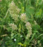 Dactylis glomerata