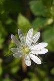 Stellaria bungeana