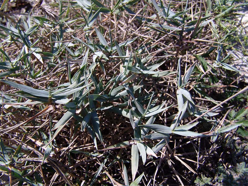 Image of Agropyron pinifolium specimen.