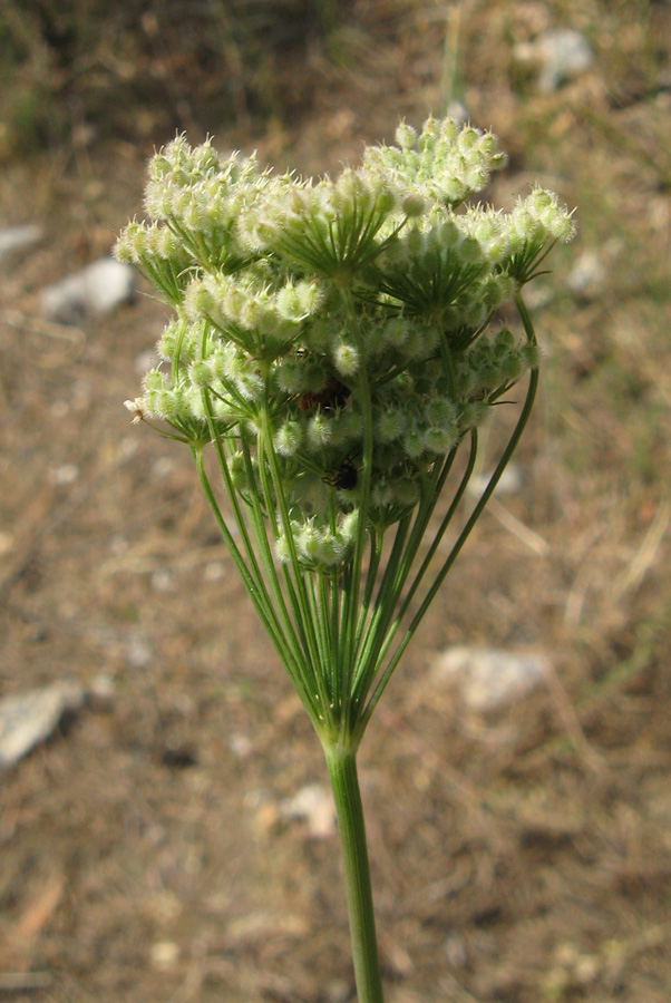 Image of Pimpinella peregrina specimen.