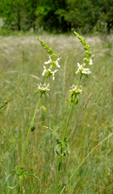 Изображение особи Stachys recta.