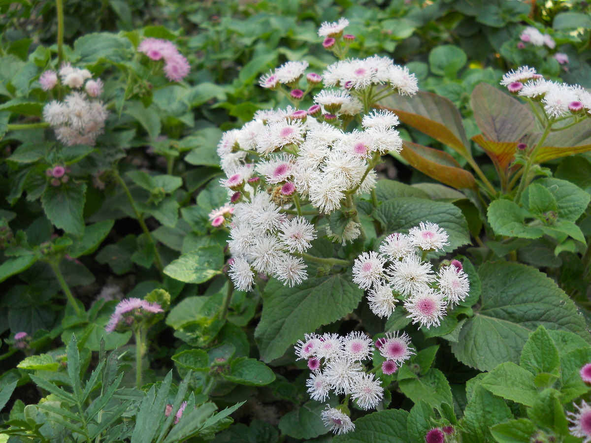 Изображение особи Ageratum houstonianum.