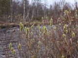 Salix lanata. Цветущее растение с женскими соцветиями. Мурманская обл., берег р. Лавна. Начало июня.