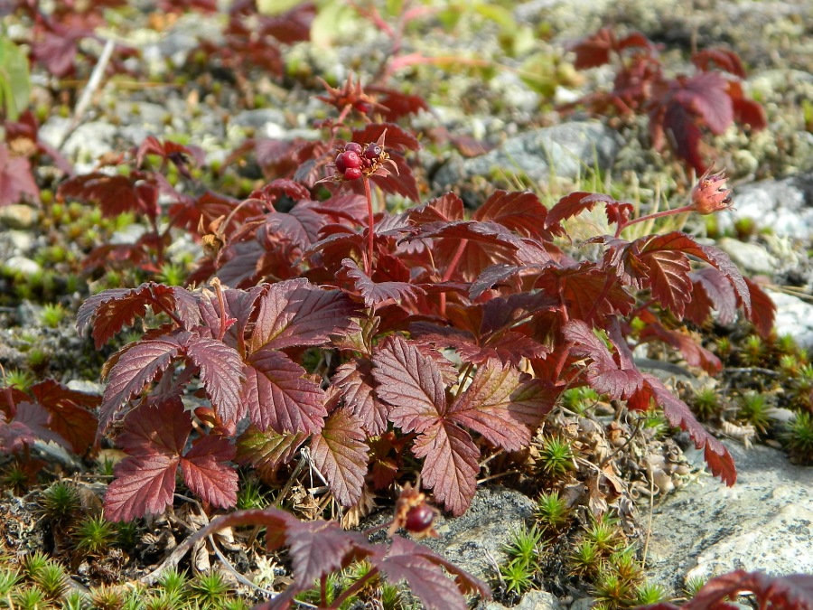 Image of Rubus arcticus specimen.