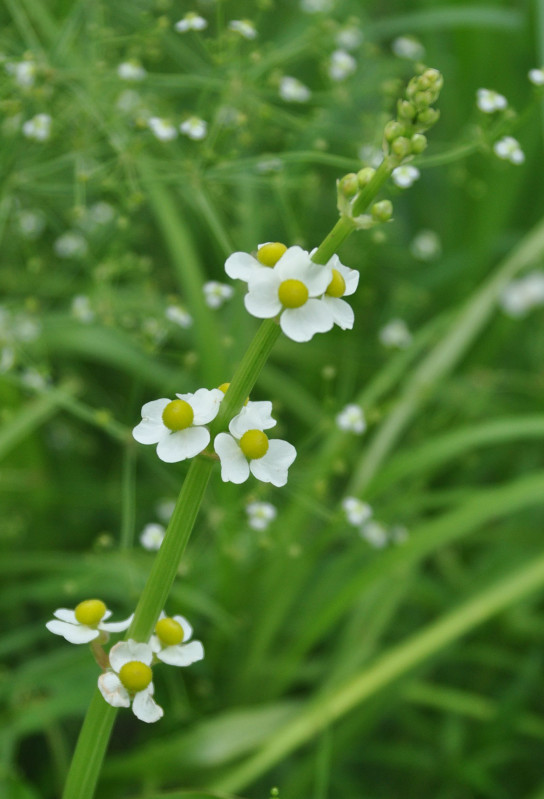 Image of Sagittaria trifolia specimen.