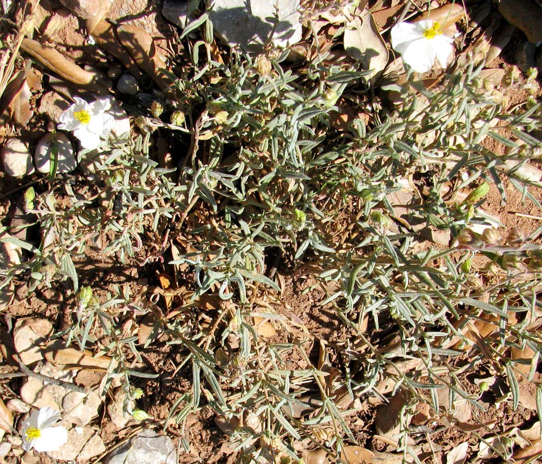 Image of Helianthemum apenninum specimen.