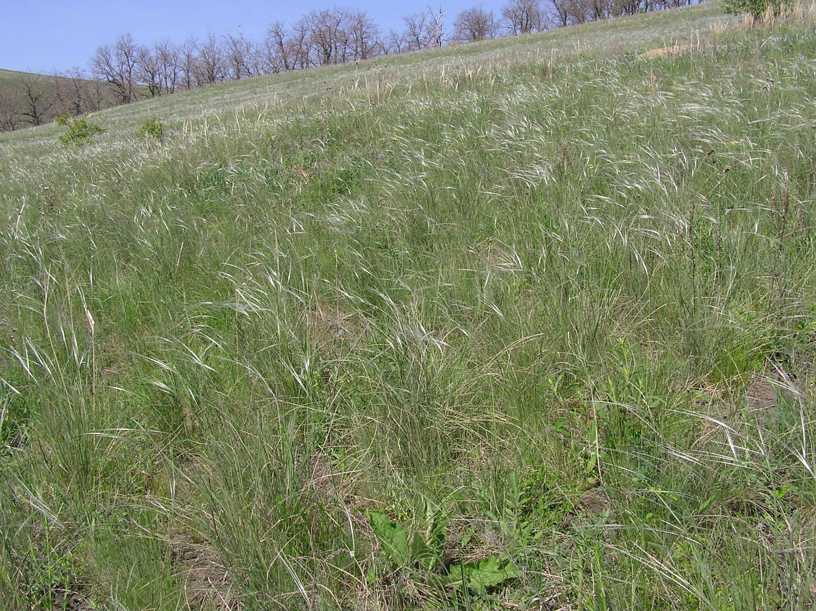 Image of Stipa dasyphylla specimen.