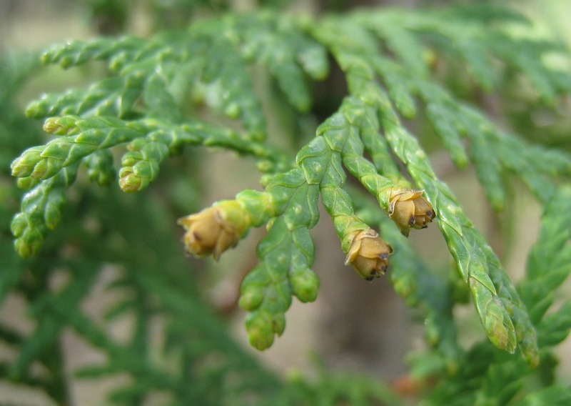 Изображение особи Thuja occidentalis.