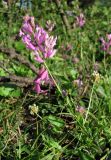 Polygala major