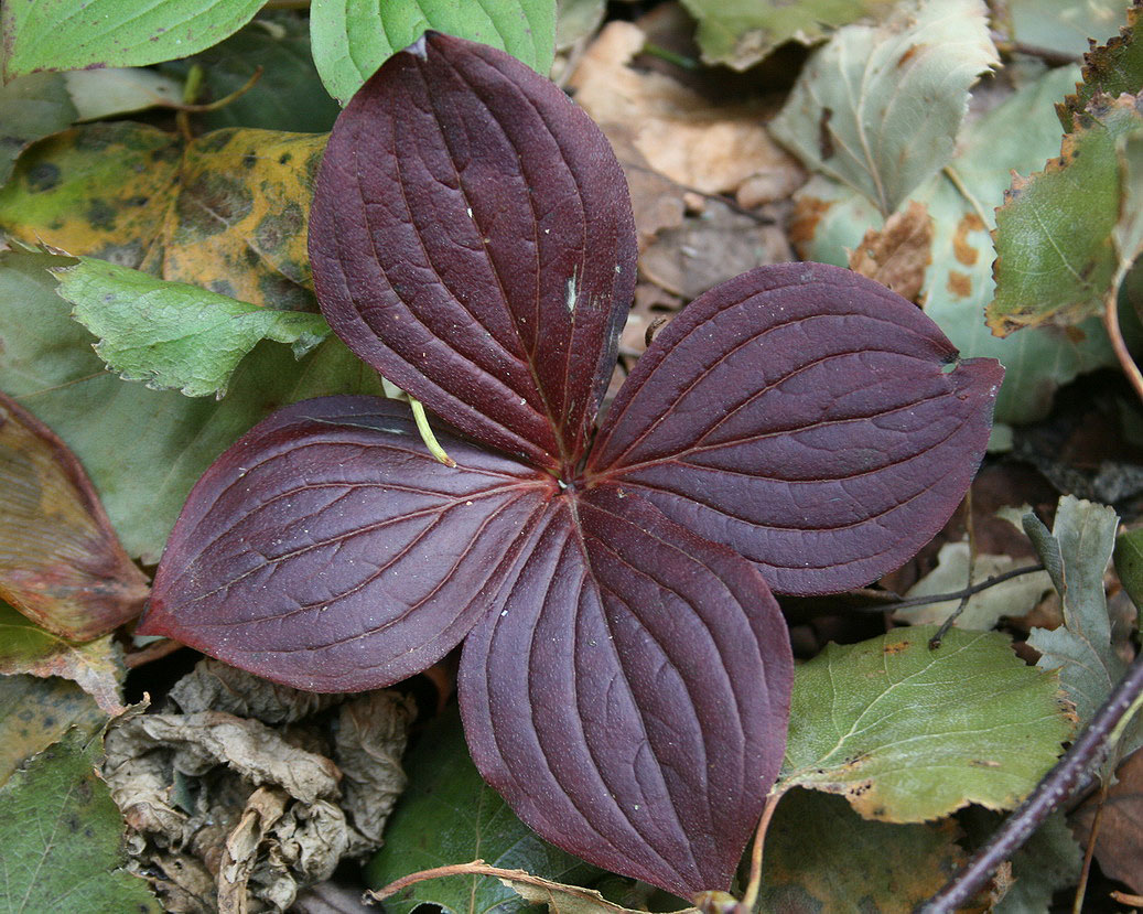 Image of Chamaepericlymenum canadense specimen.