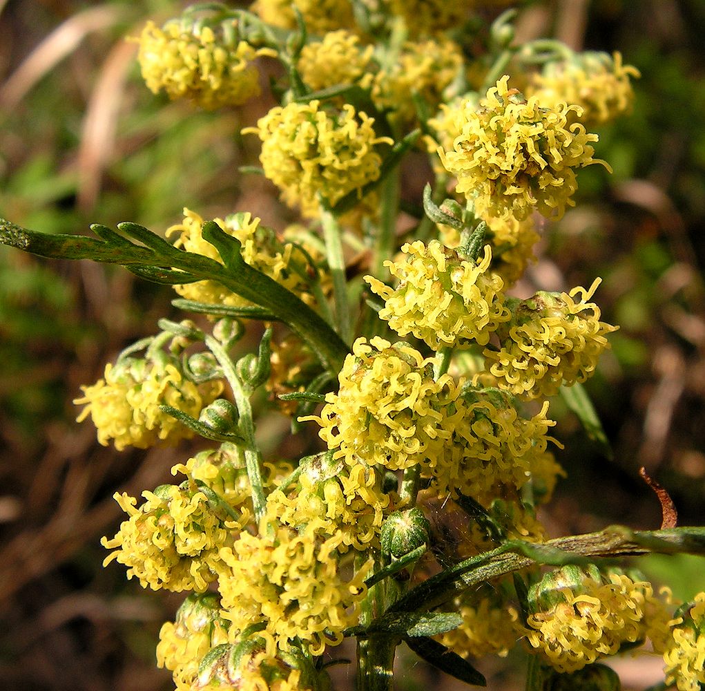 Image of genus Artemisia specimen.