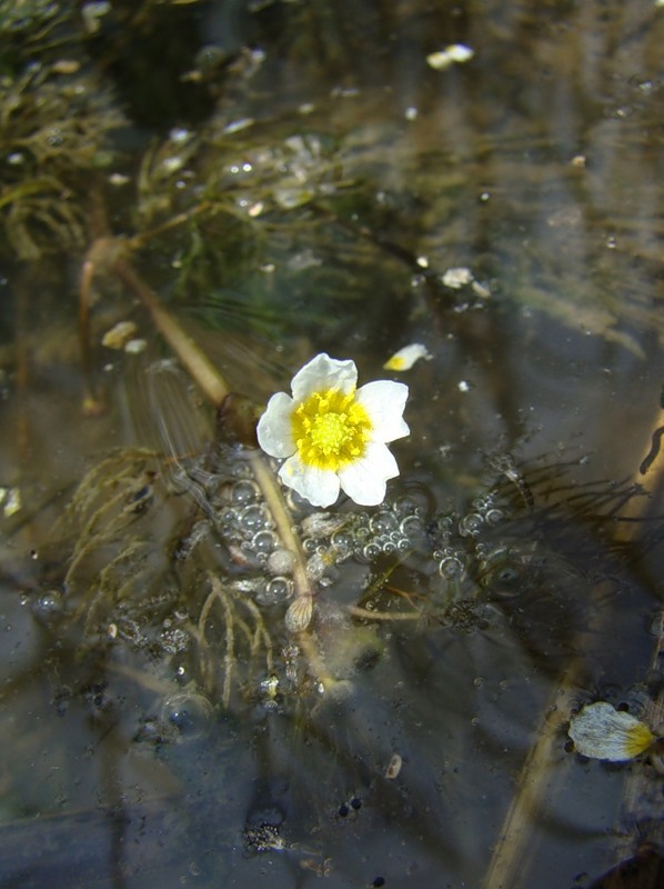 Изображение особи Ranunculus rionii.