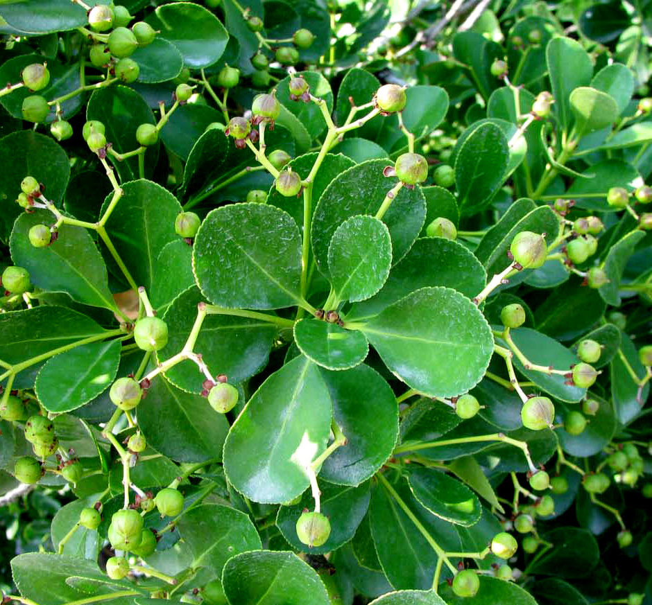 Изображение особи Euonymus japonicus.