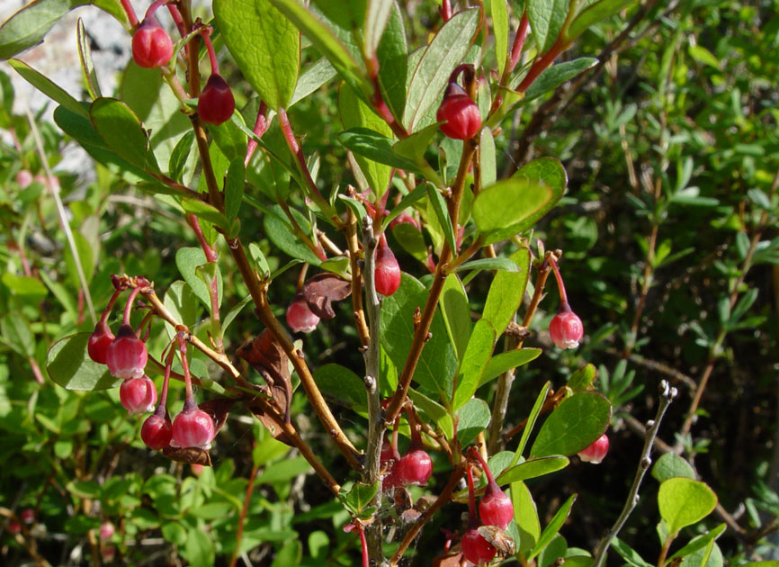 Image of Vaccinium uliginosum specimen.