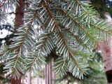 Смотреть изображение Abies balsamea