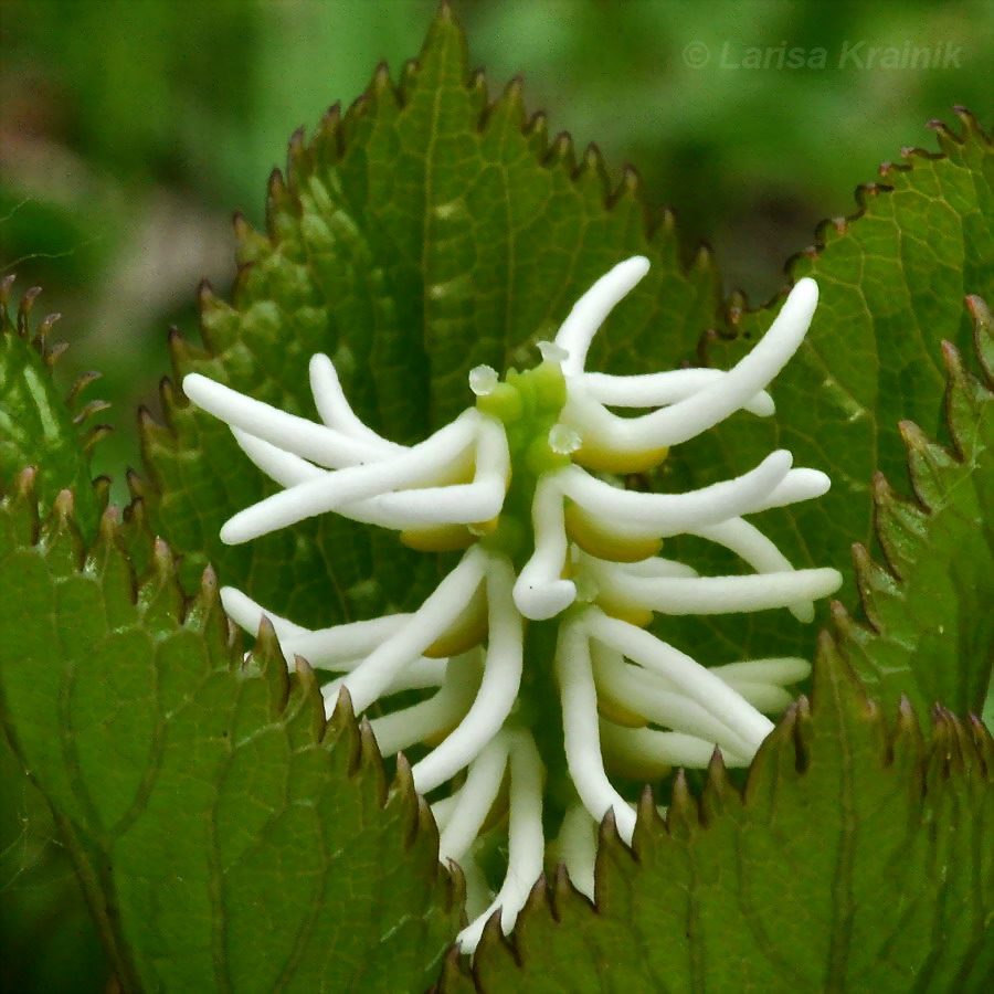 Image of Chloranthus quadrifolius specimen.