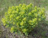 Euphorbia jenisseiensis
