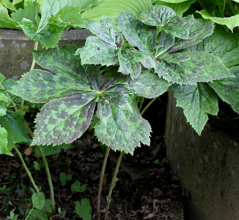 Изображение особи Sinopodophyllum hexandrum.