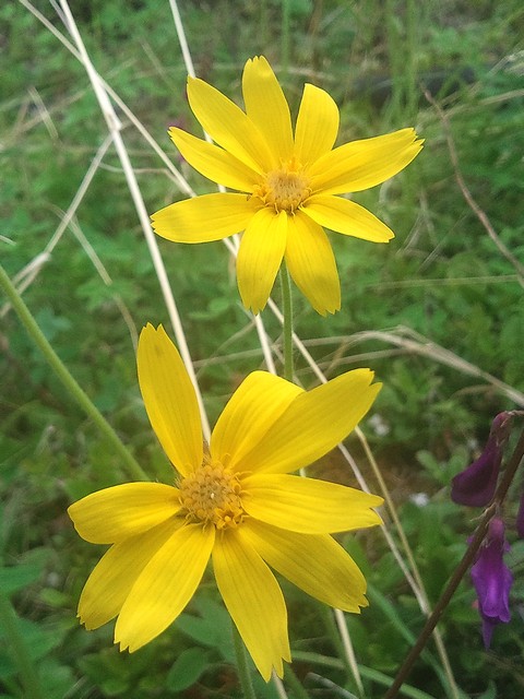 Изображение особи Arnica iljinii.