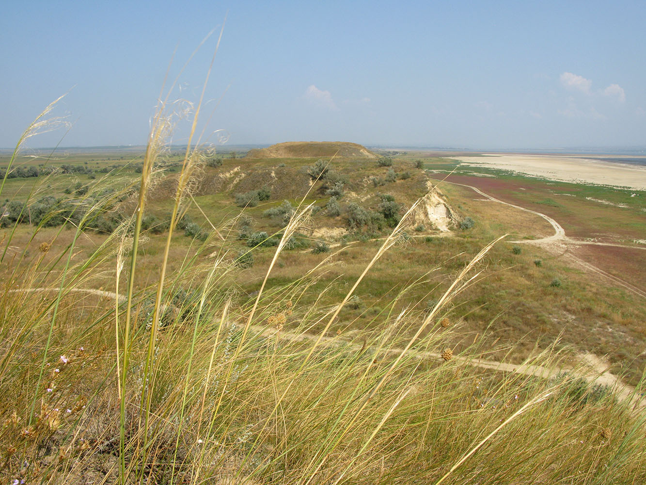 Image of Stipa capillata specimen.