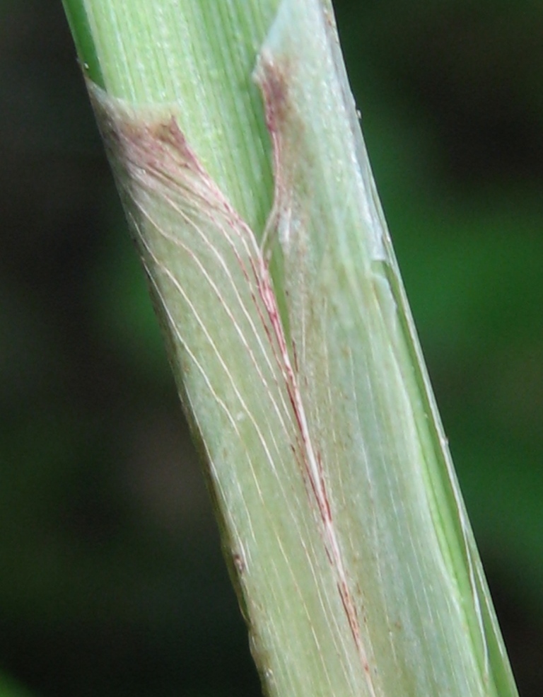 Image of Carex acutiformis specimen.