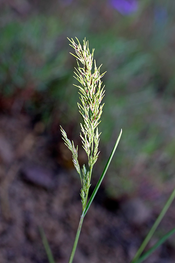 Изображение особи Poa bulbosa ssp. vivipara.