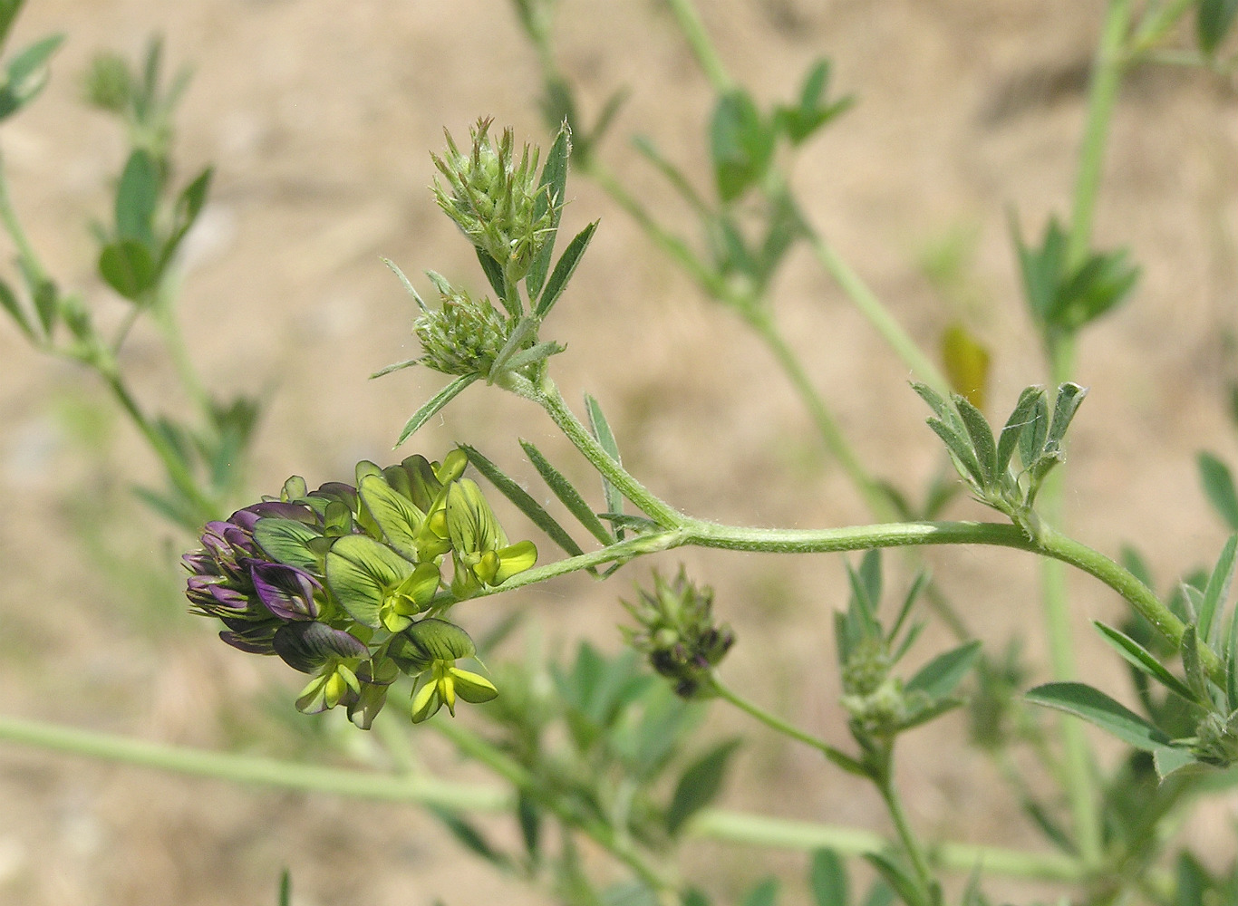 Изображение особи Medicago &times; varia.