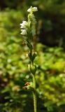 Goodyera repens