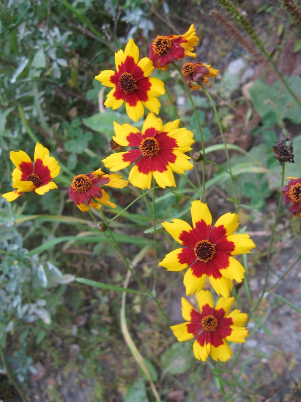 Image of Coreopsis tinctoria specimen.