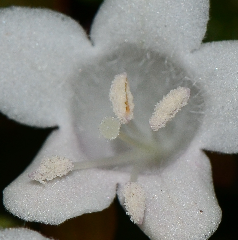 Image of Abelia &times; grandiflora specimen.