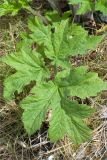 Heracleum sibiricum. Лист. Карелия, Лоухский р-н, окр. пос. Чкаловский, берег Белого моря. 16.06.2013.