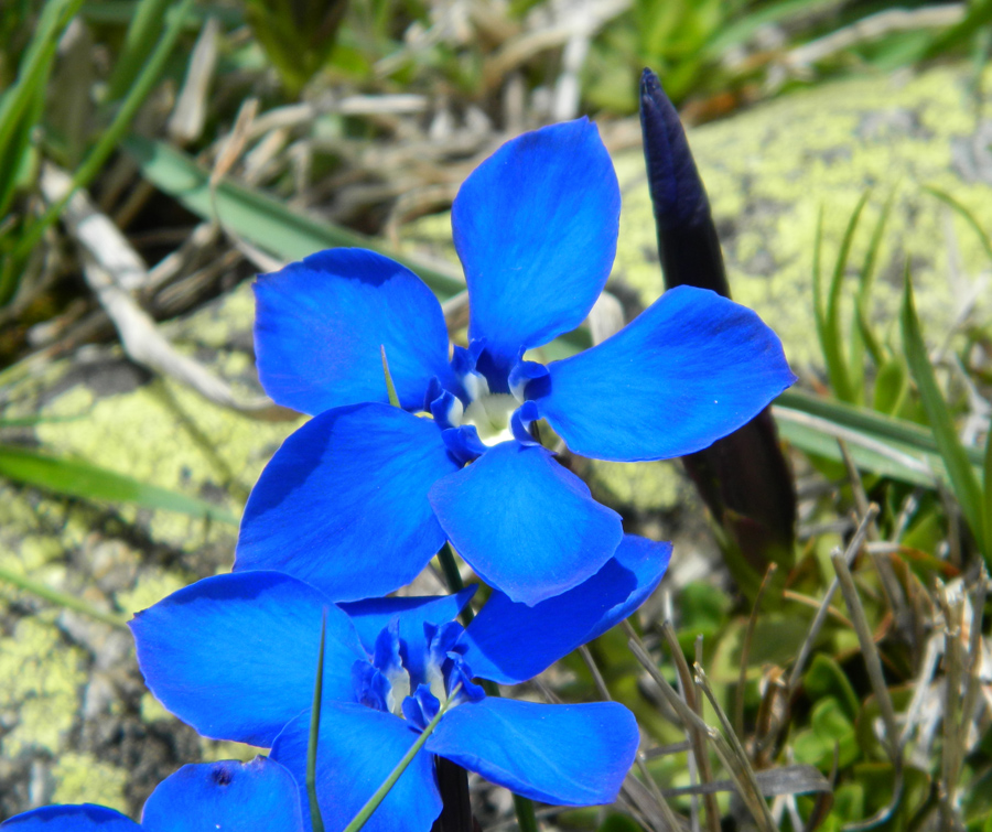 Изображение особи Gentiana angulosa.