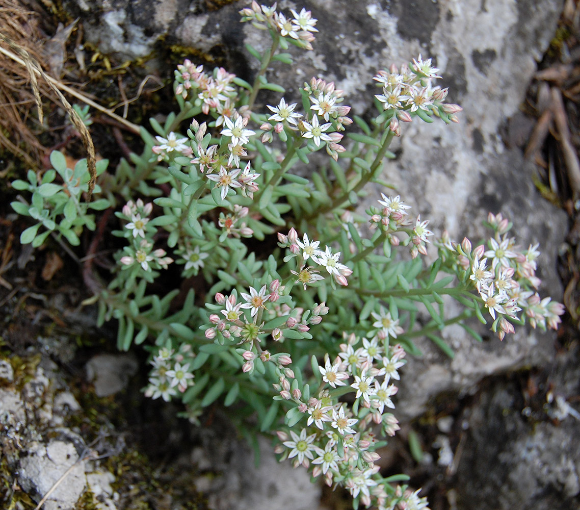 Изображение особи Sedum hispanicum.