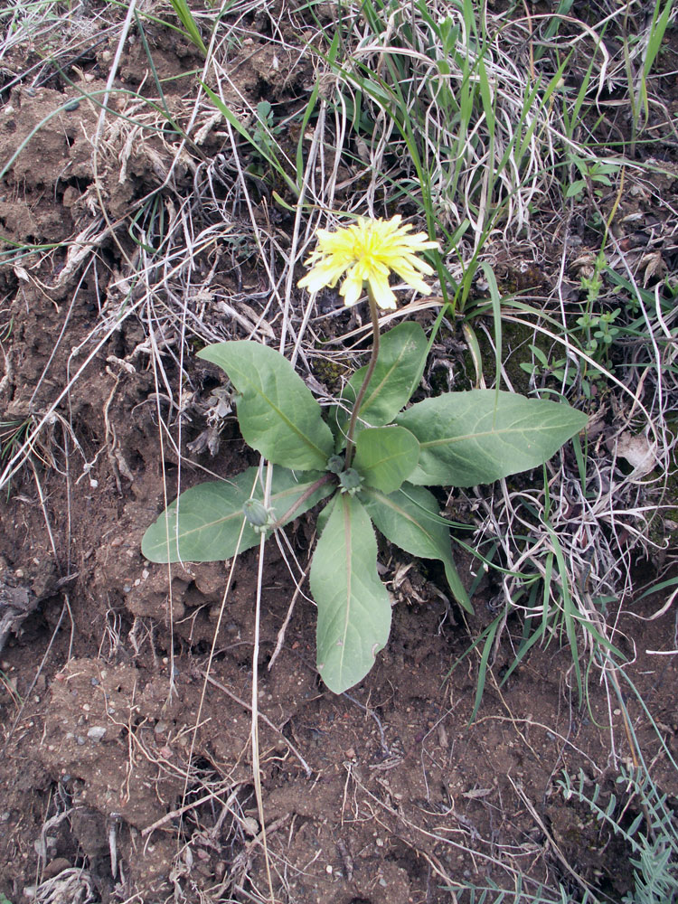 Image of Taraxacum monochlamydeum specimen.