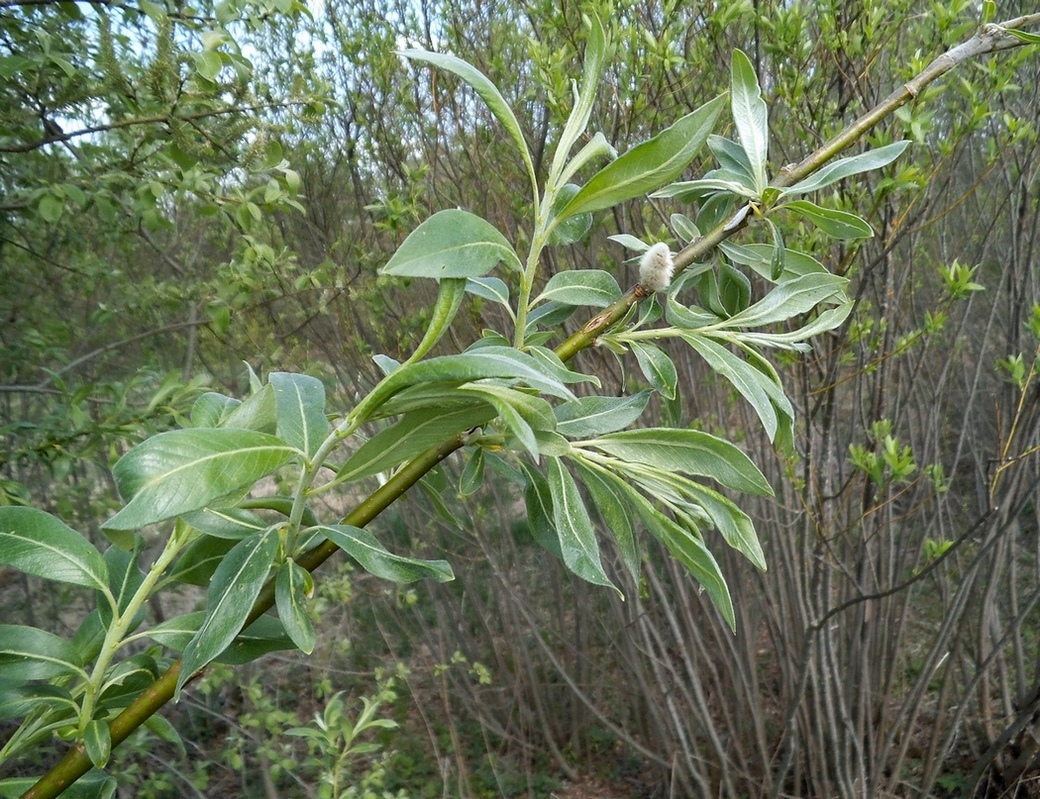 Image of Salix &times; reichardtii specimen.