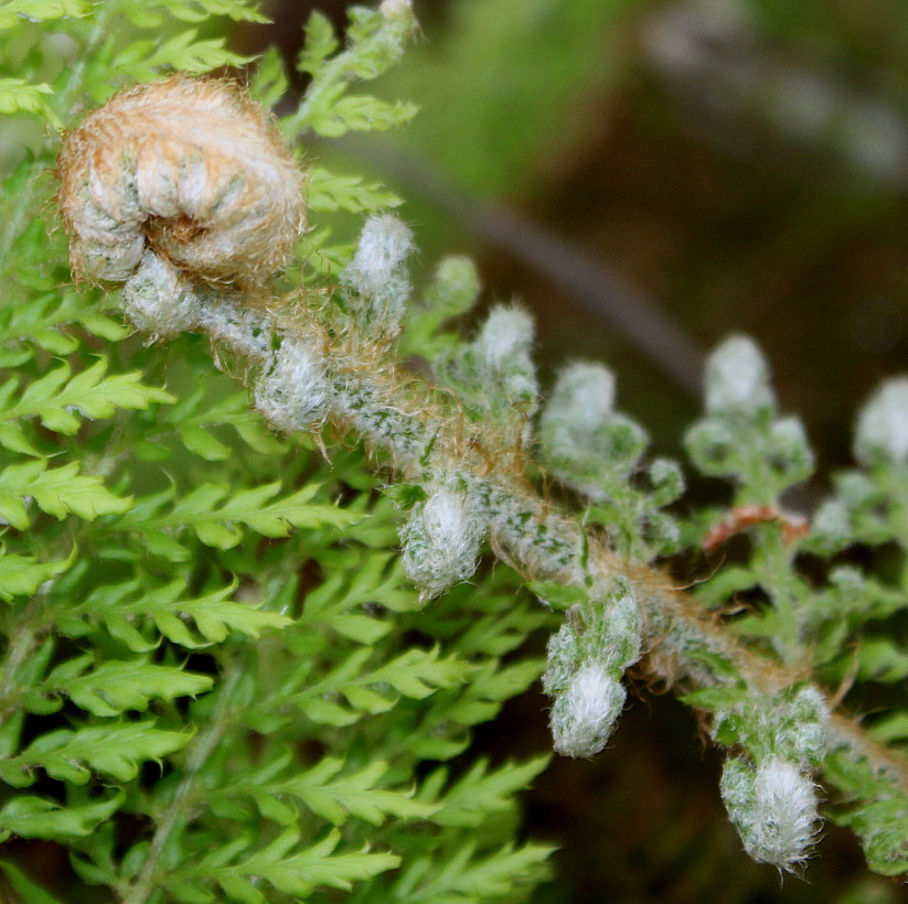 Image of Polystichum setiferum specimen.