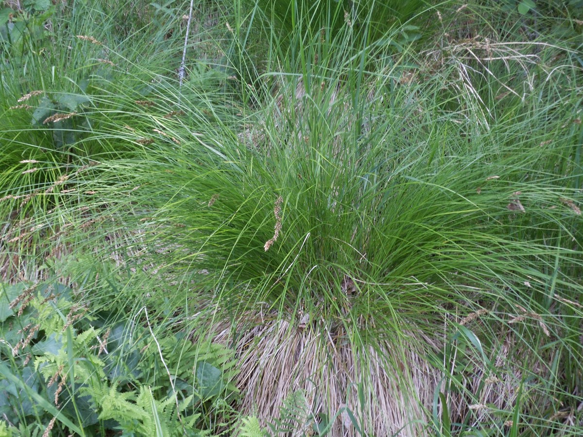 Image of Carex elongata specimen.