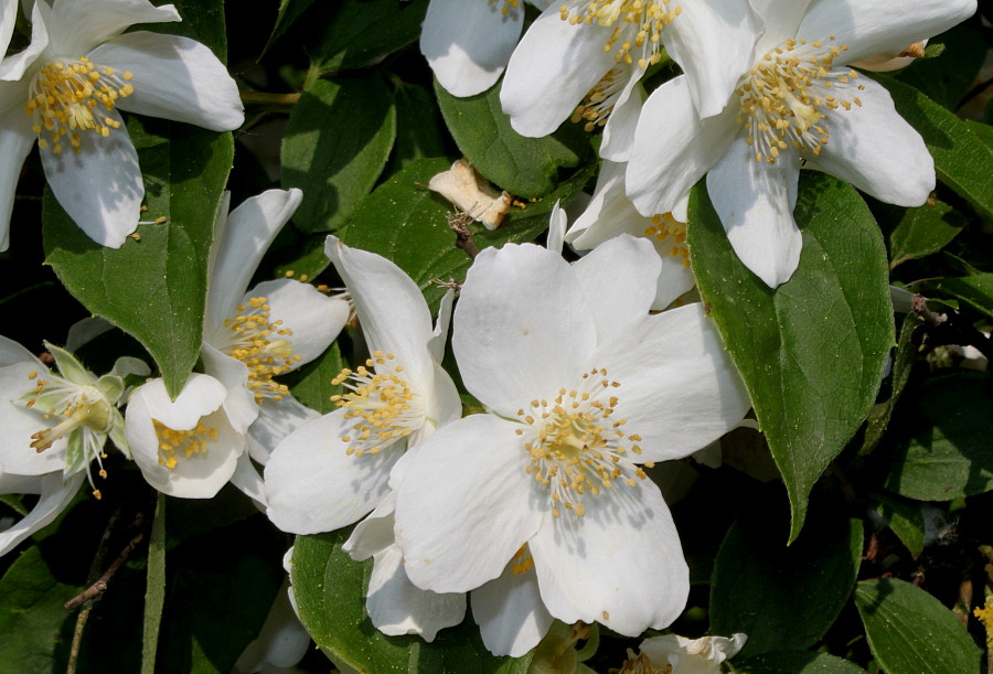 Изображение особи Philadelphus coronarius.