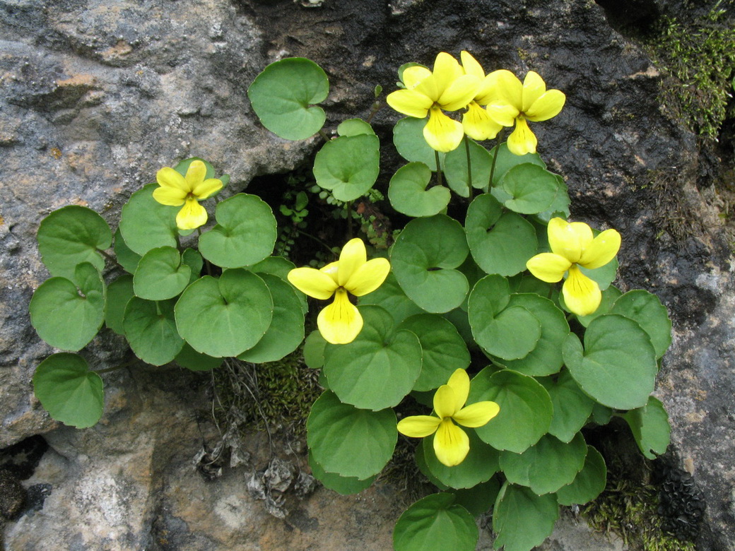 Image of Viola biflora specimen.