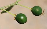 Celtis biondii