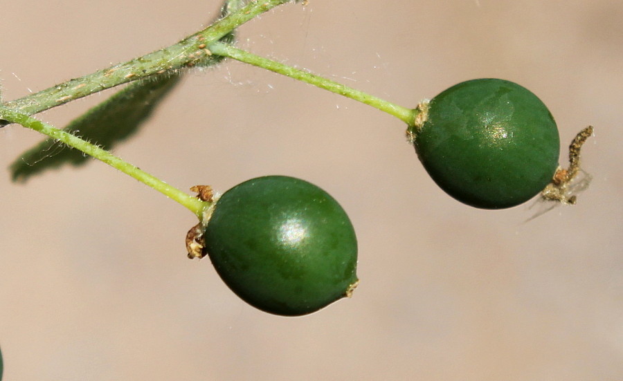 Image of Celtis biondii specimen.