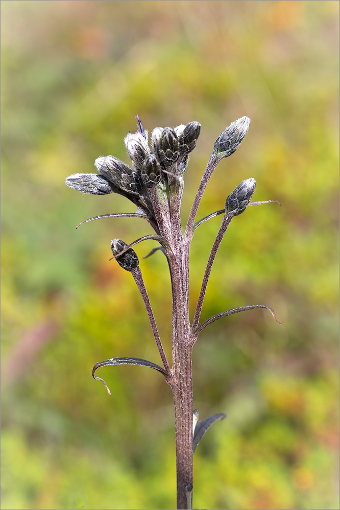 Image of Saussurea alpina specimen.