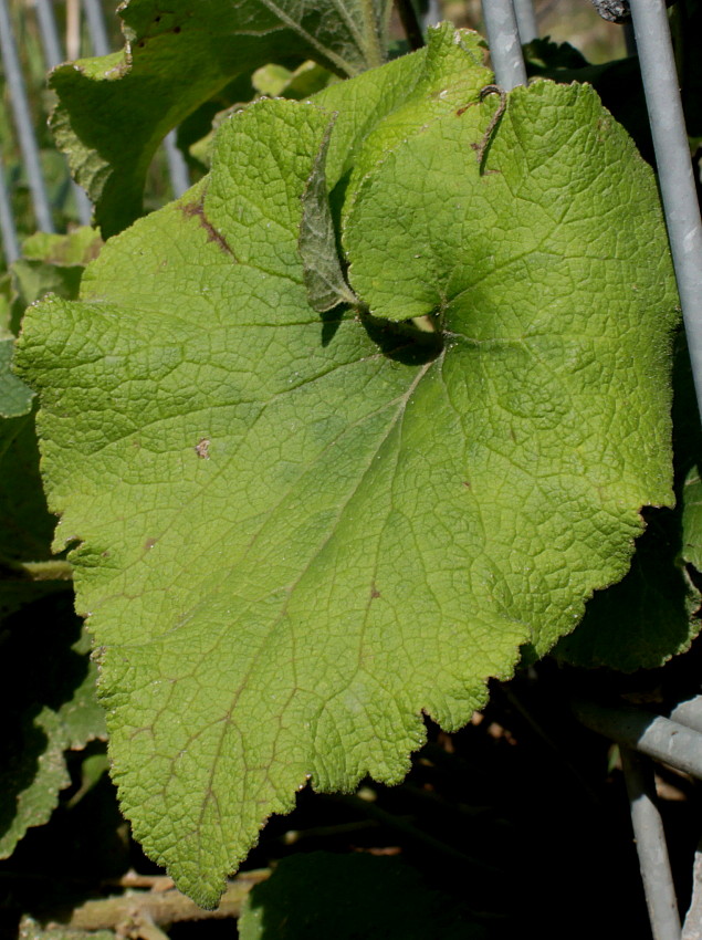 Image of Campanula alliariifolia specimen.