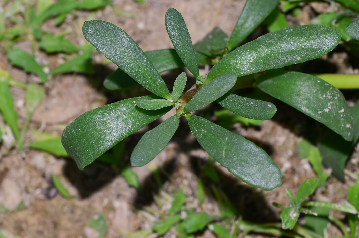 Image of Sesuvium portulacastrum specimen.