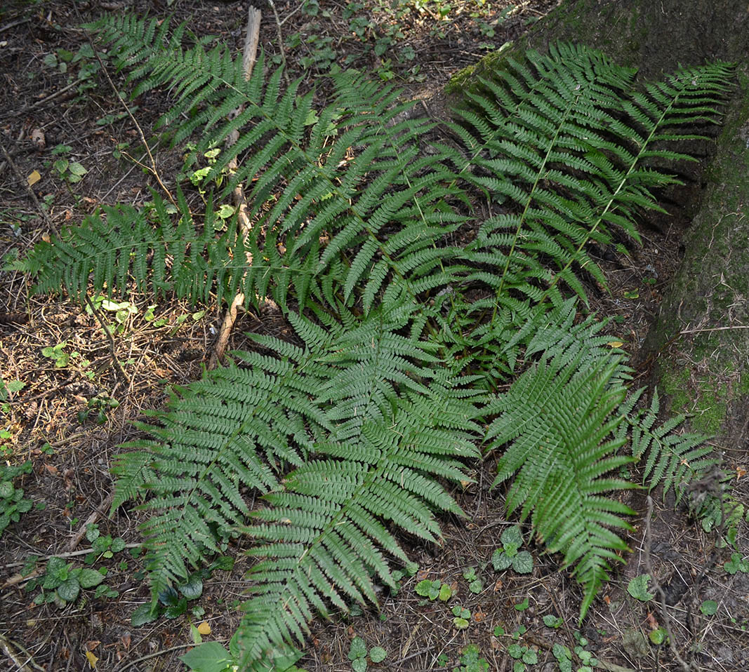 Image of Dryopteris filix-mas specimen.