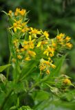 Senecio propinquus. Верхушка цветущего растения. Карачаево-Черкесия, окр. пос. Домбай, долина р. Аманауз, подножие лугового склона. 27.07.2014.