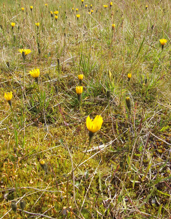 Image of Scorzoneroides autumnalis specimen.